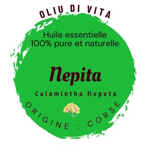 Huile essentielle de Calamintha Nepeta – Nepita corse